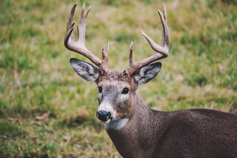 animal 2026 01 05 05 25 19 utc