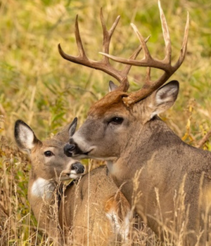 deer and doe