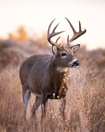 Mature White-tailed (odocoileus virginiaus) buck standing quartering towards camera in field during the fall deer rut Colorado, USA