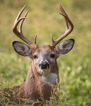 whitetail 2