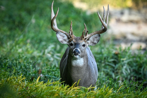 whitetail buck
