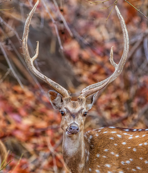axis deer buck