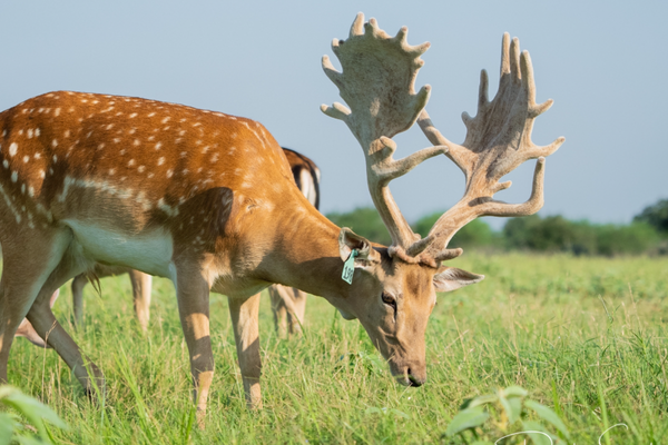fallow deer 2