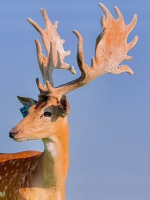 fallow deer 9